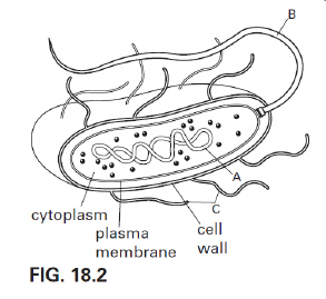 nar001-1.jpg