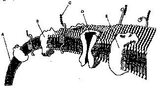 nar002-1.jpg