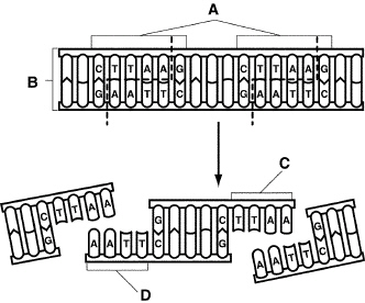 mc006-1.jpg